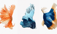 How to install fish wallpaper for iPhone