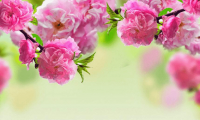 How to make beautiful cherry blossoms to welcome beautiful spring but very easy