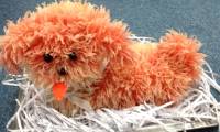 How to make cotton dogs with grapefruit decorated tray of fruits Mid-Autumn