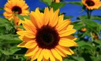 How to make handmade sunflower cards for teachers
