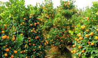 How to plant and care for kumquat trees after Tet