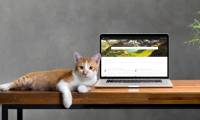 How to search for Pixabay images, Unsplash at the same time