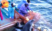 'Hunting' season and bloody 'carnage' dolphins in Taiji, Japan