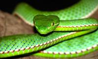 Identify poisonous snakes in Vietnam