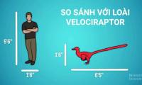 In terms of size, where does the human being stand for a dinosaur?