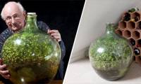 Incidentally, the tree still lives well in a sealed glass bottle for 45 years, even without watering
