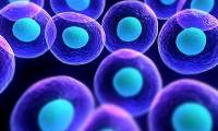 Injecting Vitamin C into a vein may help treat cancer