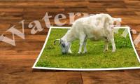 Instructions to stamp photos, add watermark to images on Android phones
