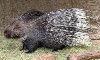 Interesting things about hedgehogs may not be known