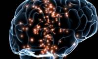 It took 1700 hours to describe the brain of 'fruit flies' in 3D