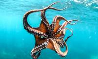 It turned out that the octopus gave up its ability to evolve to become smarter