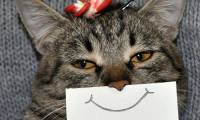 It turns out cats also have facial expressions, but not all of us can recognize