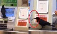 Japan: Without money, the 'ghost' crow steals a passenger's credit card to buy train tickets
