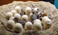 Jurassic dinosaur eggs from Jurassic era were discovered in China