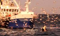 Killer whales and 5 incredible facts about them