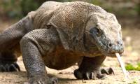 Komodo assassin dragon slayed a giant buffalo buffalo with a cup