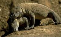 Komodo dragon blood helps fight antibiotic resistant bacteria