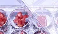 Lab-grown meat built on soy scaffold tastes and smells just like beef