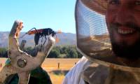 Let Justin Schmidt try to feel the pain of being caught by insects with the 'strongest sting in the world'