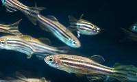 Like humans, fish also have arthritis?