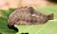 List of the most dangerous insects in the world