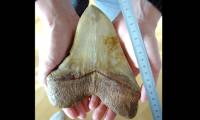 Lost ancient shark teeth found in Australia