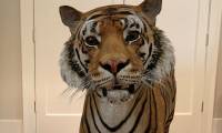 Make your own Tiger King with Google's AR animals