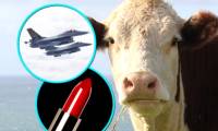 Making lipstick, aircraft fuel: Cows are more effective than you think