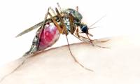 Malaria parasites die quickly in blue dyes