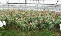 Mango trees are 1m high with 800 fruits in Japan