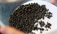 Many 5,000-year-old ancient grape seeds are found in Izmir