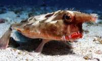 Marvel at bizarre fish in the ocean