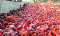 Millions of red 'dyed' crabs on the island of Australia