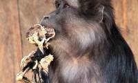 Monkey mother ate the decaying young baby, strange behavior was first discovered in monkeys