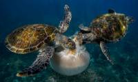 National Geographic: 19 wonderful natural photos 2016