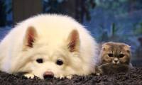 New archaeological discoveries show that cats and dogs previously shared a common ancestor
