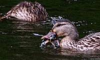 New discovery: Bird-eating ducks amaze scientists