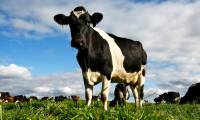 New findings: Cows are resistant to HIV virus