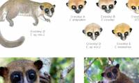 New lemur species found in Madagascar