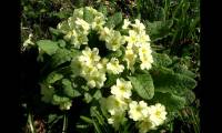 New plant species discovered in China