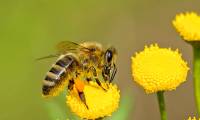 New research: audible flowers and the flapping of bee wings make honey more sweet