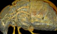 New scanning technology brings 3D images of live insects