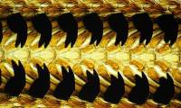 Not a shark or a crocodile, this is the world's most toothed creature with 15,000