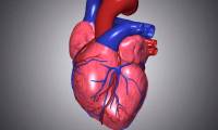 Older people have high levels of thyroid hormone that increases their risk of heart disease