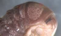 Only from a photo on Twitter, scientists discovered a completely new type of parasite