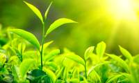 Photosynthesis is increasing globally