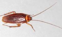 Processing a 'one hundred dead' cockroach simply with beer cans
