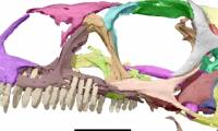 Publish a 3D dinosaur skull print plan of 200 million years old