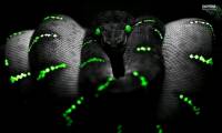 Razer will produce accessories for Xbox One