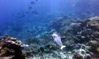 Robot fish helps us experience the close-up of the ocean world